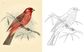 BIRDS COLOURING BOOK