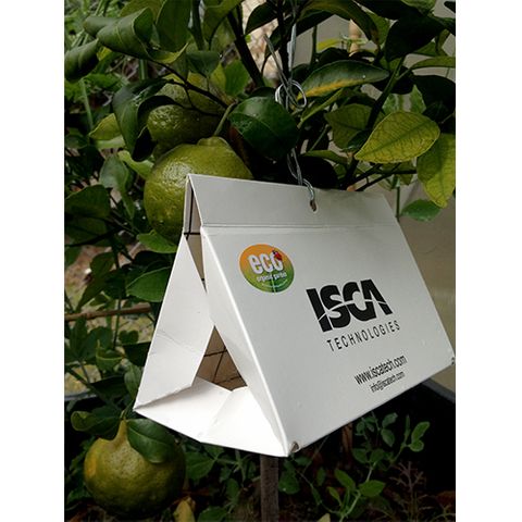 Eco Citrus Leaf Miner Trap (10)