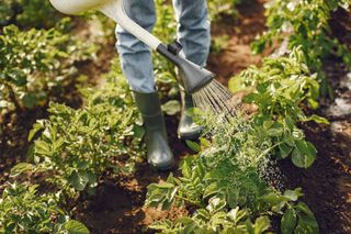 Farming Rural