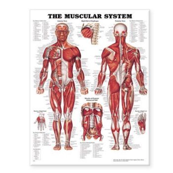 MUSCULAR SYSTEM CHART