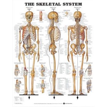 SKELETAL SYSTEM CHART