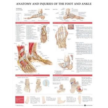 ANATOMY & INJURIES FOOT & ANKL