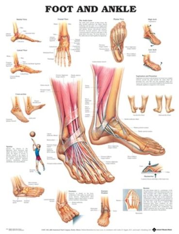 FOOT & ANKLE CHART