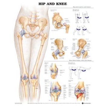 HIP & KNEE CHART