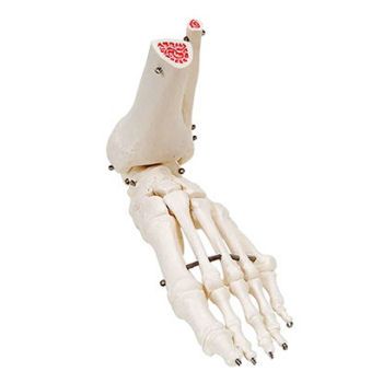 FOOT SKELETON