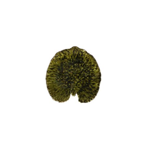 COSTA NOVA RIVIERA ALCHEMILLE LEAF 176mmFORÊTS (VEP181-FRT) (*301504*) = PACK OF 6 X EACHES