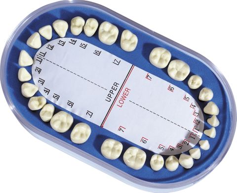 Metal/Plastic Teeth For Dentof