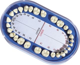 Metal/Plastic Teeth For Dentof