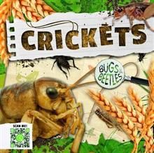 BB - Crickets