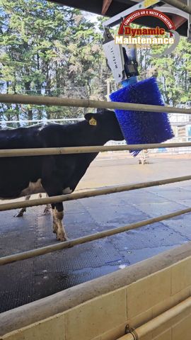 Melasty Galv Rotating Cow Brush