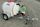 Calf Milk Trailer 1000 Litre, Road Axle, Wheels and Coupling, Excludes Lights