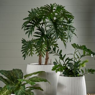 Tropical Trees & Plants