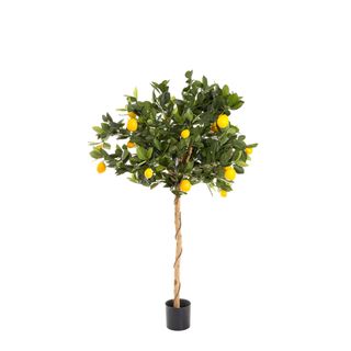 Golden Lemon Tree 0.9m