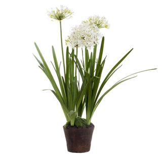 Agapanthus in Paper Pot White