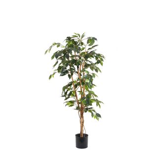 PRE-ORDER Ficus 1.2m