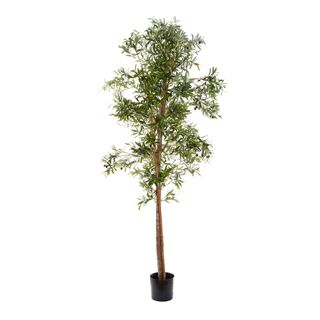 PRE-ORDER Olive Tree 2m