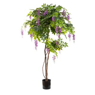 Wisteria Tree Purple 1.9m