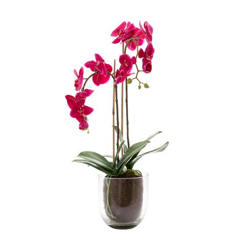 Orchid in Glass Vase 80cm Fuchsia