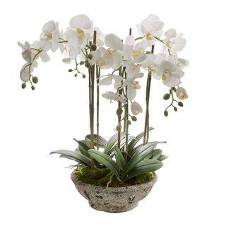 Orchid in Pot 65cm White