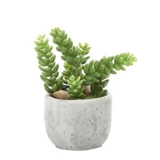Succulent in Pot 13cm