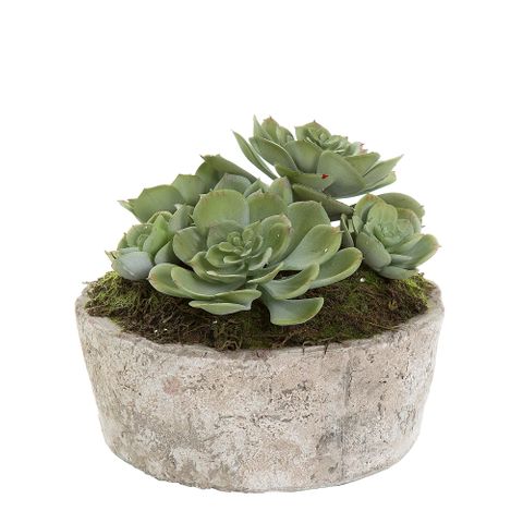 Succulent in Ceramic Pot 16cm Green