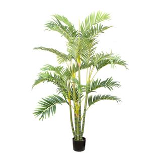 Areca Palm Multi Trunk 1.5m