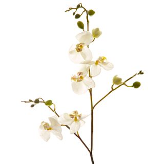 Orchid Phalaenopsis Spray 81cm White