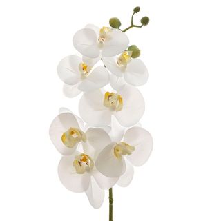Orchid Phalaenopsis Spray Real Touch 70cm White