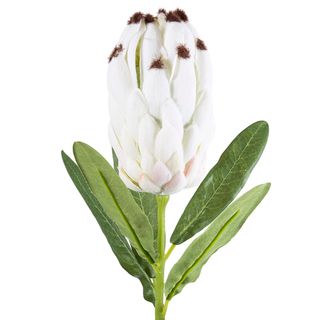 Protea Bud with Leaves 55cm White