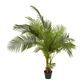 Areca Palm Tree Real Touch 170cm