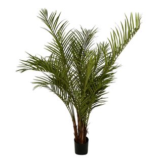 Palm Tree 2m