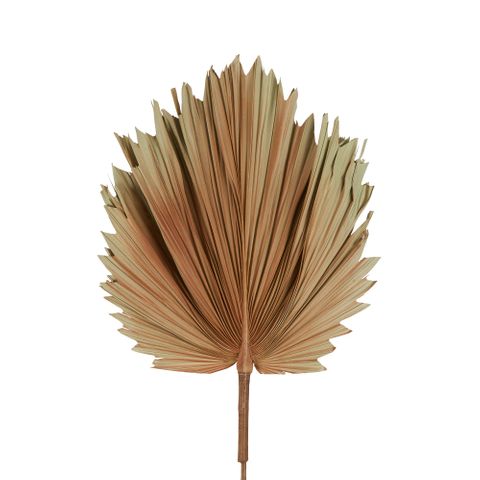 Preserved Palm Leaf Brown Small