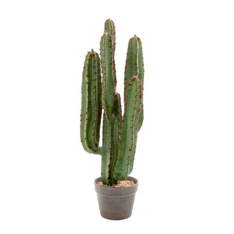 Desert Cactus 82cm