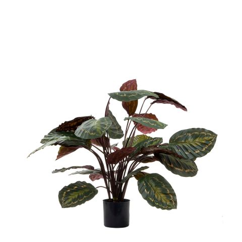 Calathea Fasciata Green and Red 65cm