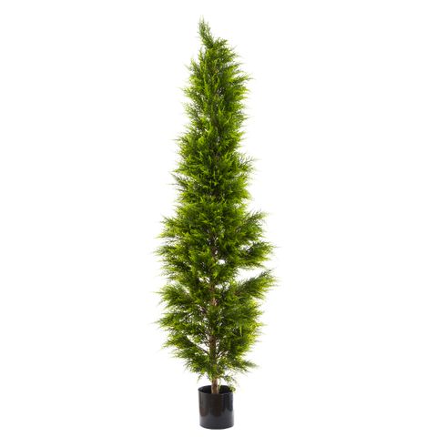 Cypress Pine 2m