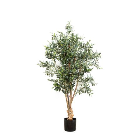 Olive Tree 1.5m