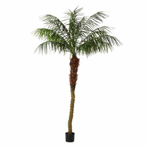 Phoenix Palm 2.4m