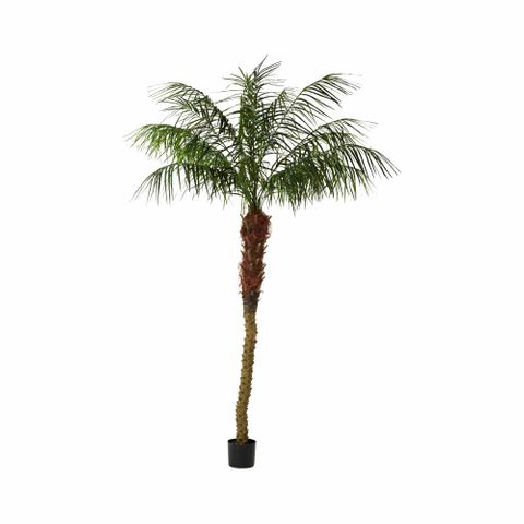 Phoenix Palm 2.1m