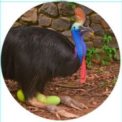 MAGNET CASSOWARY 50MM