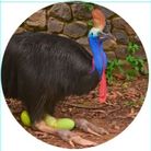 MAGNET CASSOWARY 50MM