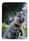 MAGNET QUOKKA 48MMX68MM