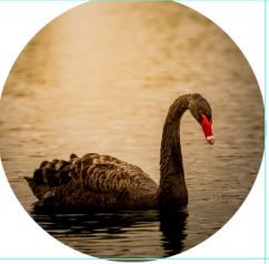 MAGNET BLACK SWAN 50MM