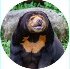 MAGNET SUN BEAR 50MM