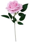 SINGLE PINK ROSE