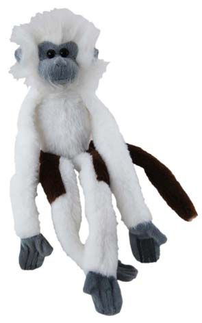 MONKEY LONGLEGS: COTTON TOP TAMARIN