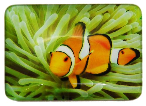 MAGNET CLOWN FISH GREEN 48MMX68MM