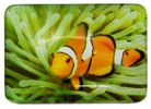 MAGNET CLOWN FISH GREEN 48MMX68MM