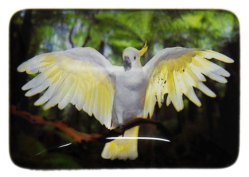 MAGNET COCKATOO 48MMX68MM