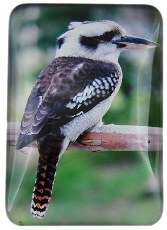 MAGNET KOOKABURRA 48MMX68MM