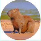 MAGNET CAPYBARA 48MMX68MM